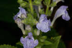 Heartleaf skullcap